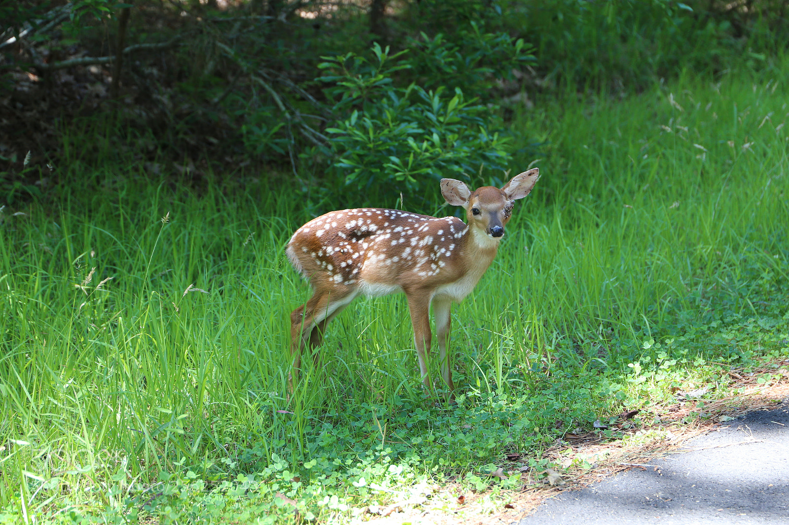 Canon EF 24-105mm F3.5-5.6 IS STM sample photo. Img photography