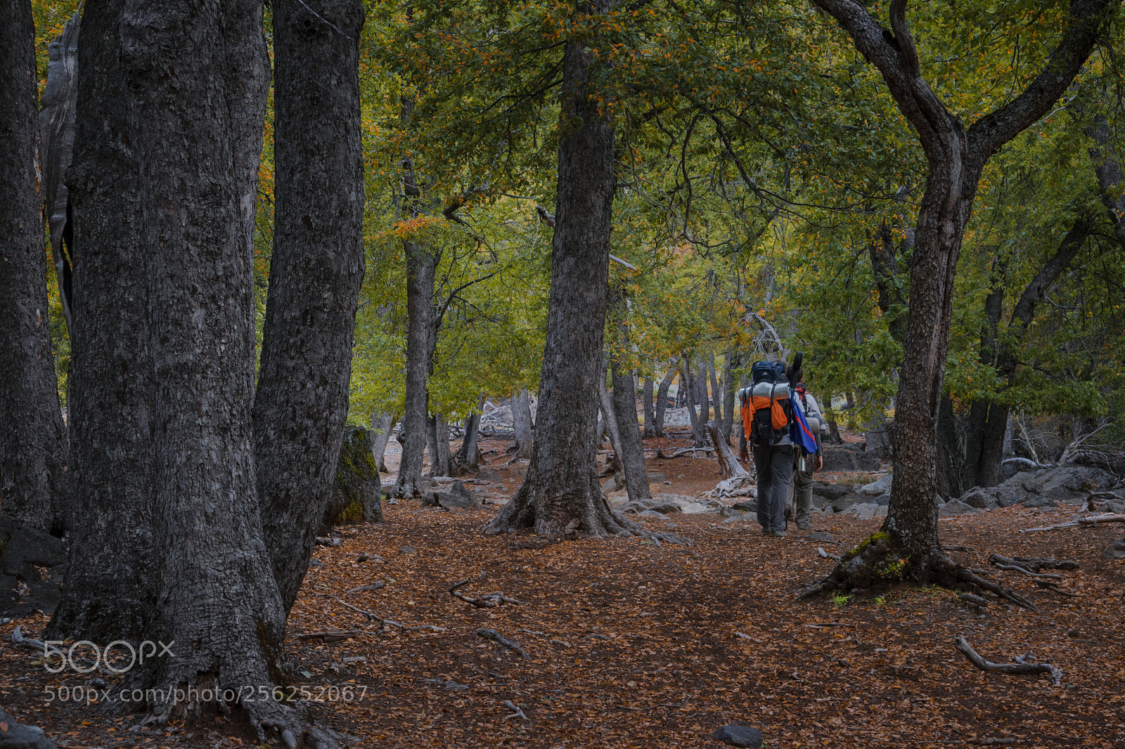 Nikon D3300 sample photo. Bosque de robles photography