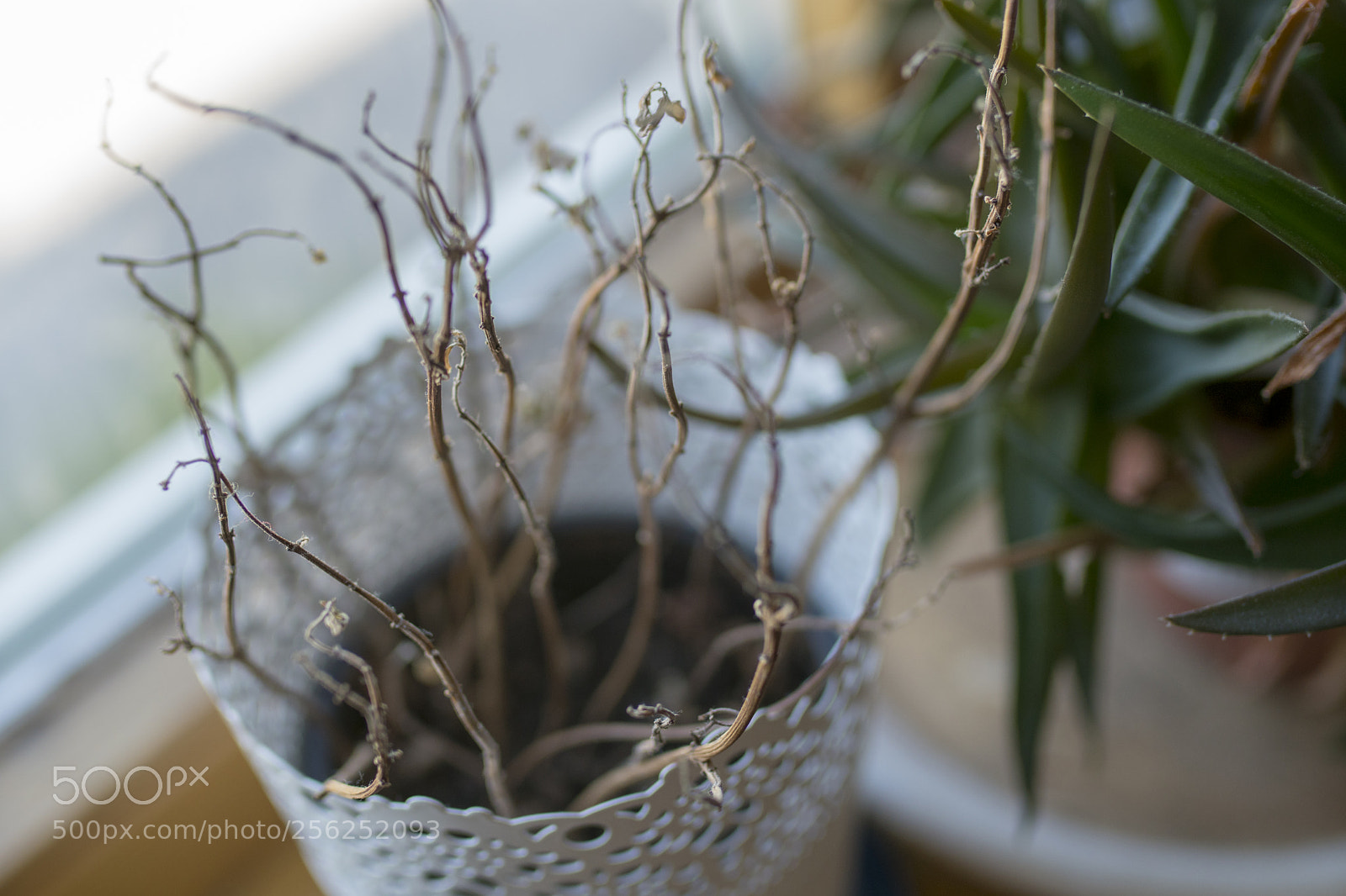 Sony a6300 sample photo. Dsc photography