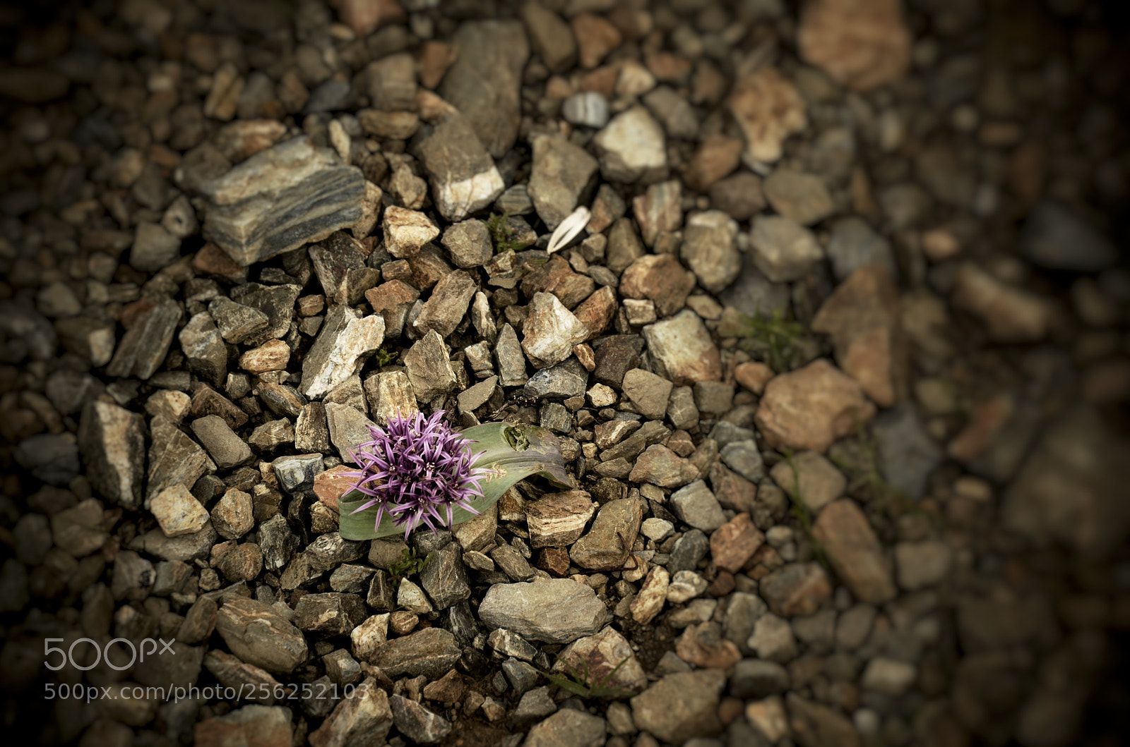 Nikon D7000 sample photo. Untitled photography