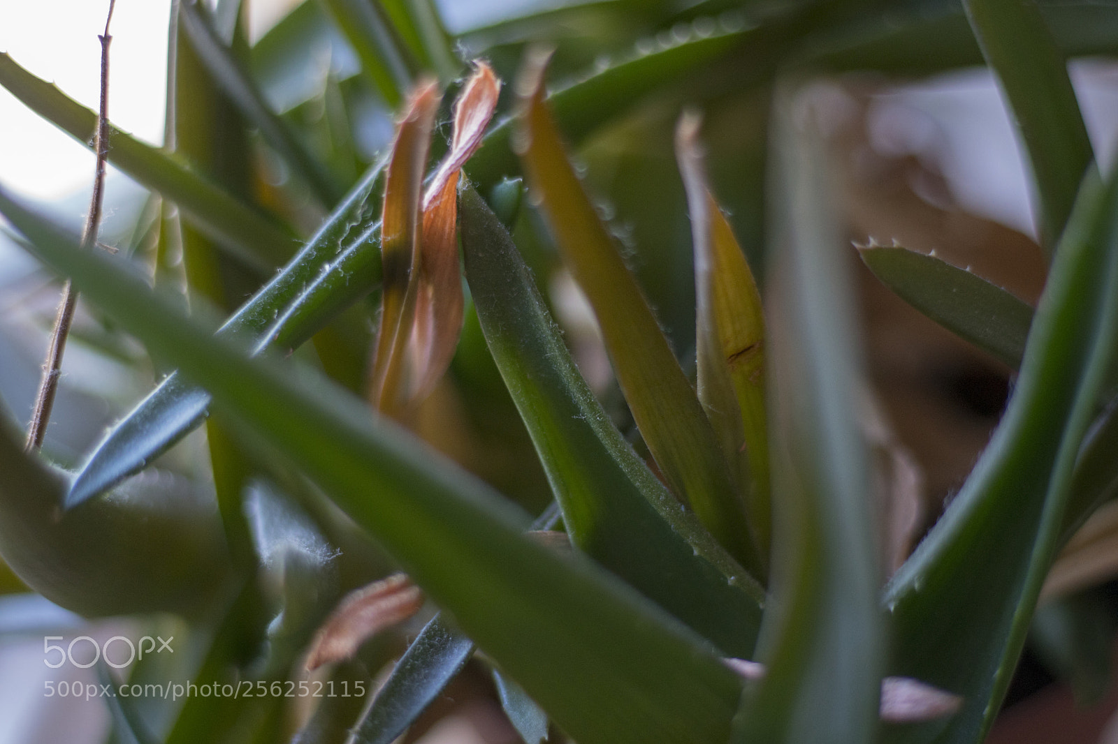 Sony a6300 sample photo. Dsc photography