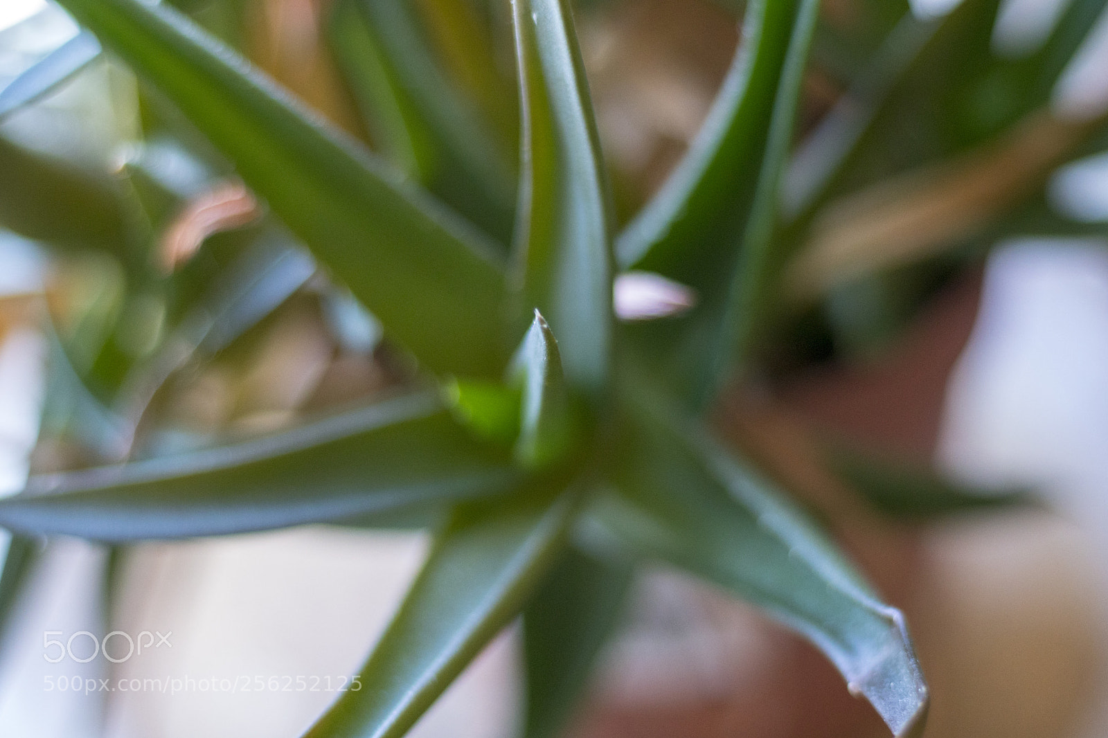 Sony a6300 sample photo. Dsc photography