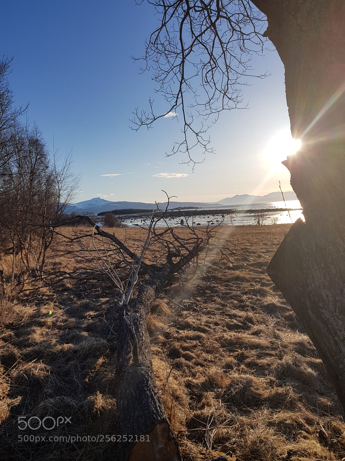 Samsung Galaxy S8 sample photo. A cutted tree photography