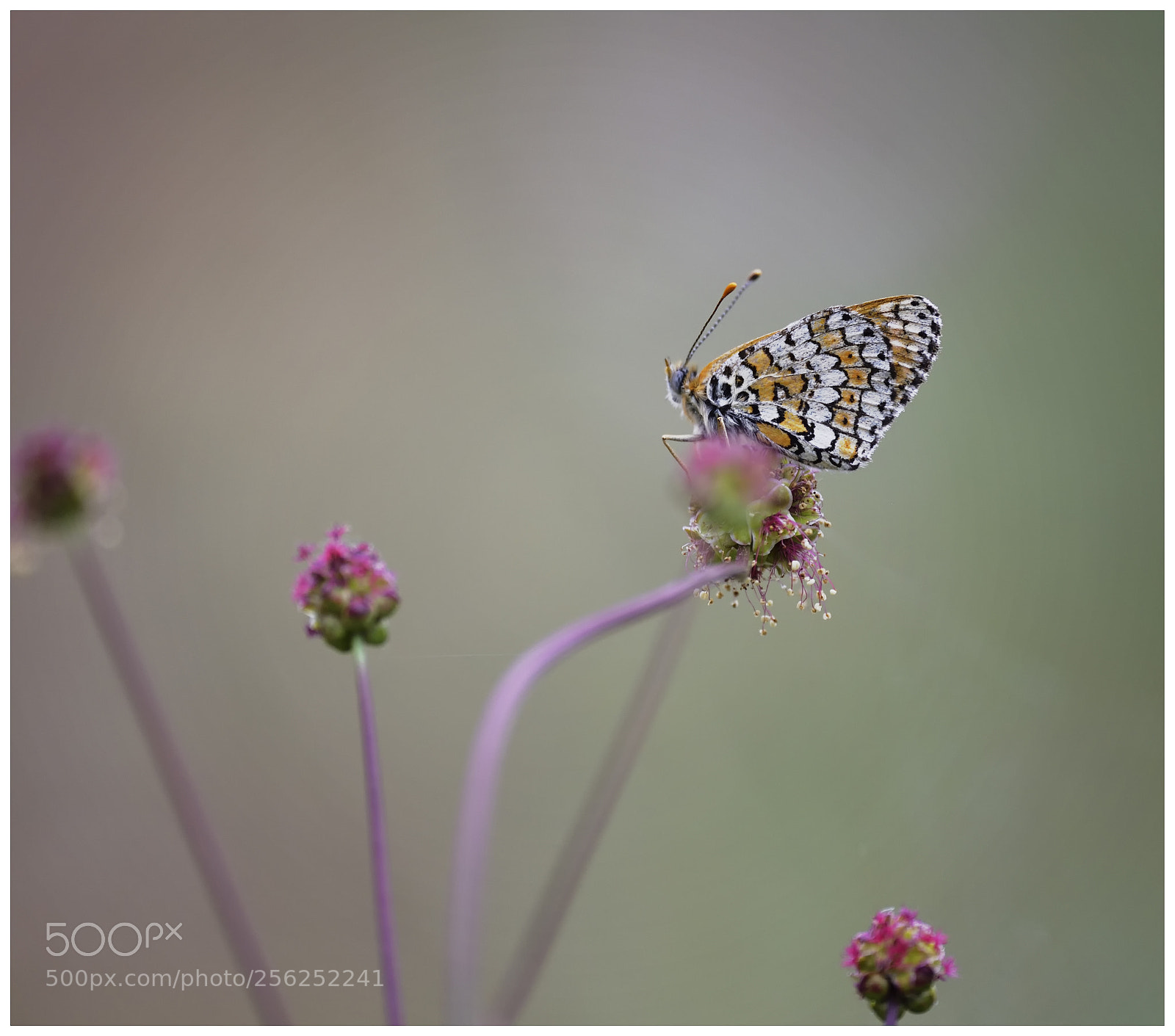 Nikon D750 sample photo. Melitaea cinxia photography