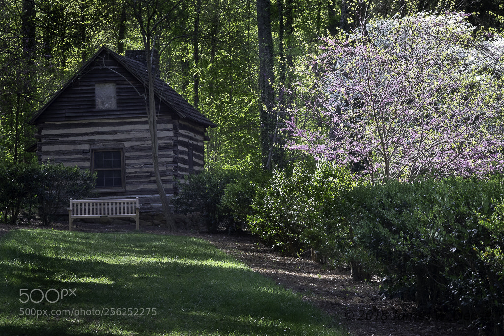Canon EOS 5D Mark IV sample photo. Reynolda gardens in spring photography