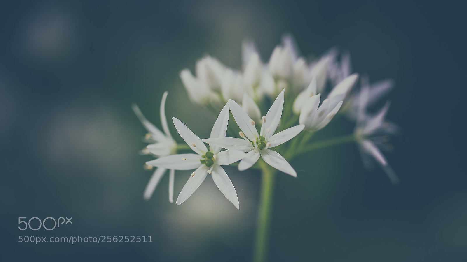 Sony a7 III sample photo. Wood garlic photography
