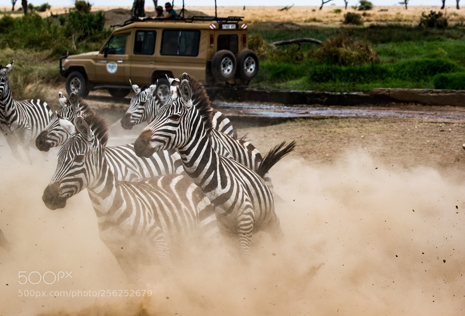 Nikon D5500 sample photo. Zebra action photography