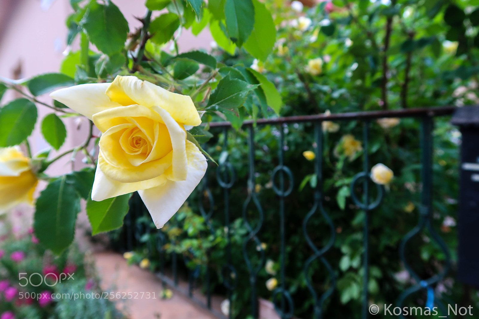 Canon PowerShot G7 X Mark II sample photo. Yellow rose photography