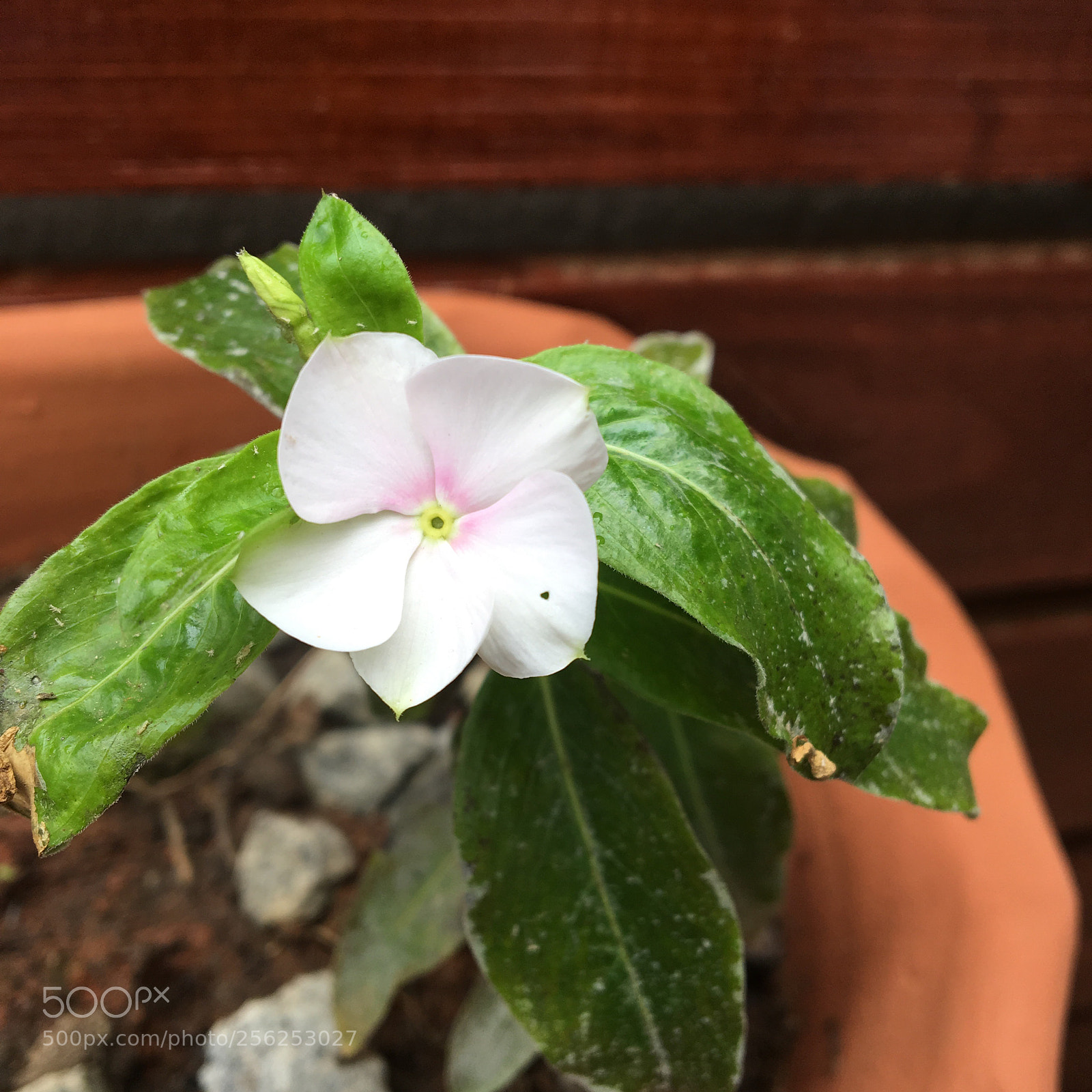 Apple iPhone 6s sample photo. Untitled photography