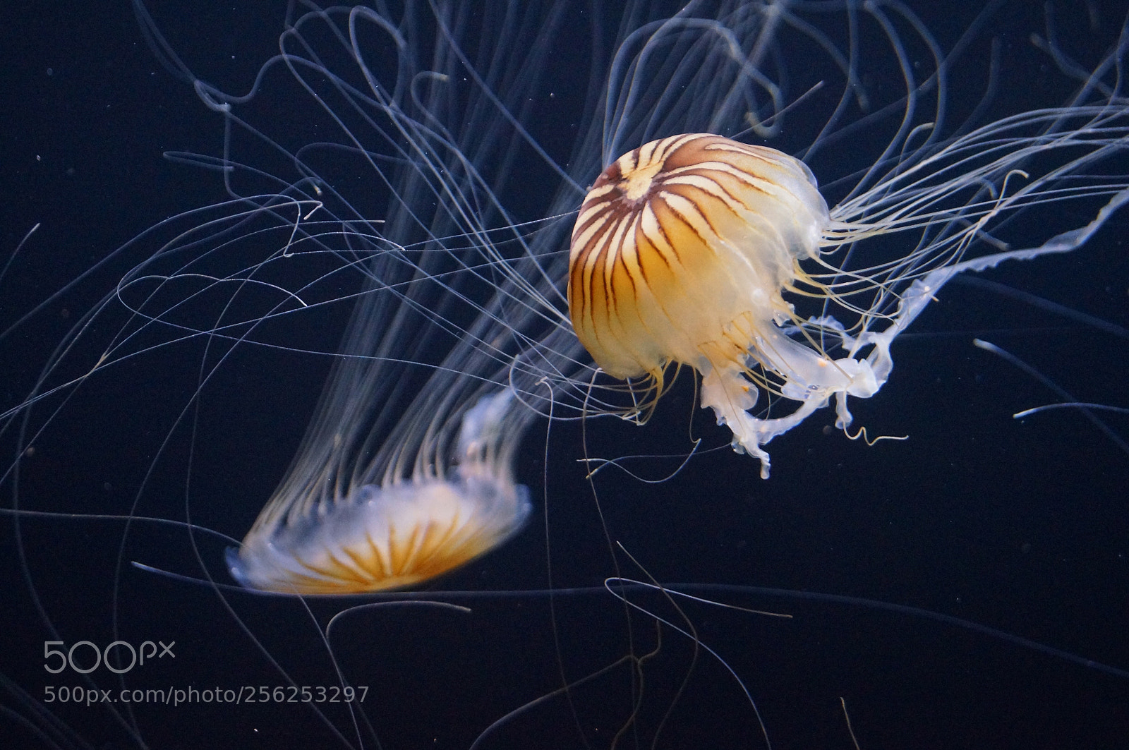 Sony SLT-A57 sample photo. Jellyfish photography