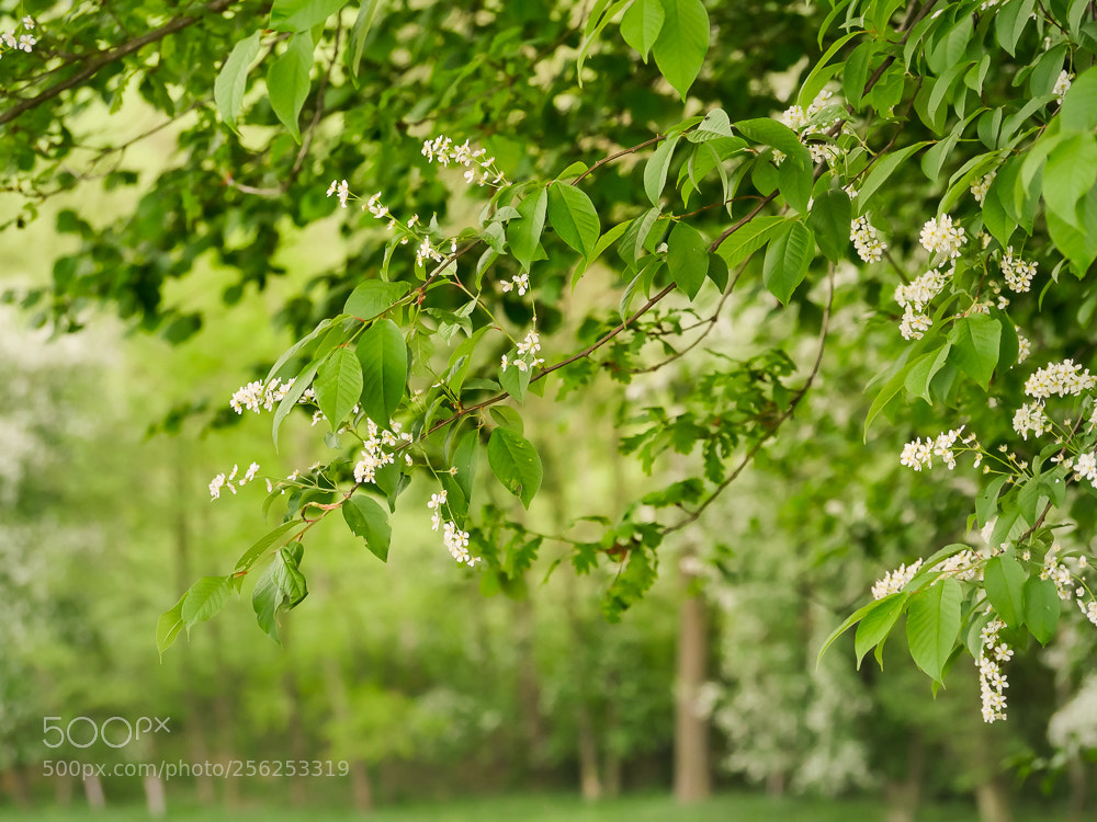 Panasonic Lumix DMC-GH4 sample photo. Everthing spring photography
