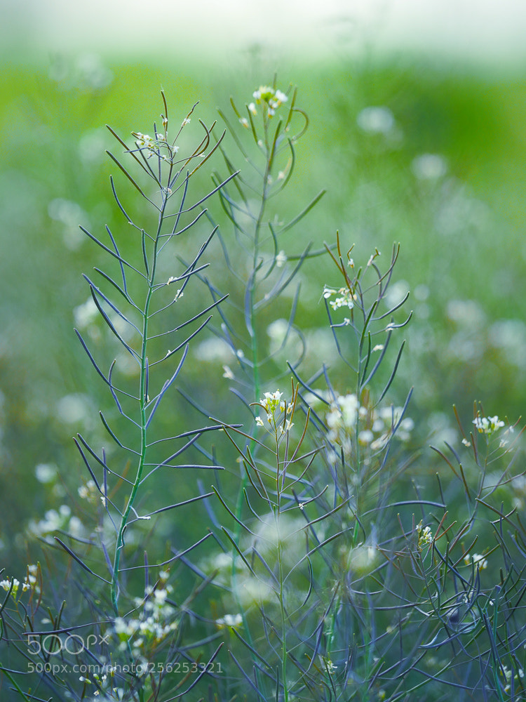 Panasonic Lumix DMC-GH4 sample photo. Everthing spring photography