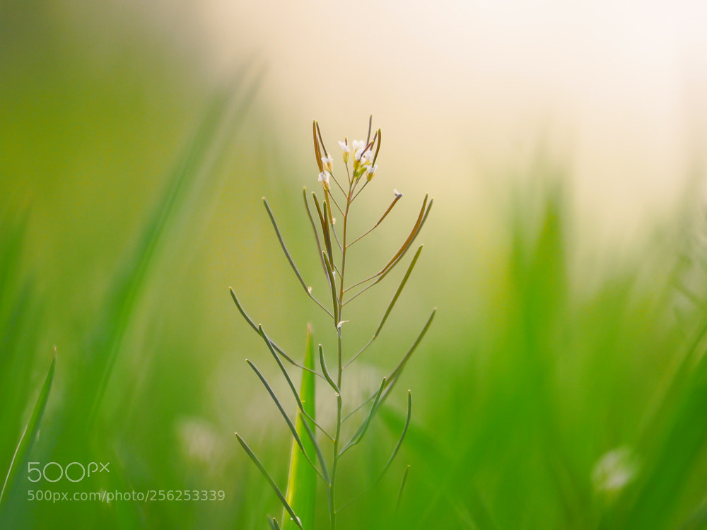 Panasonic Lumix DMC-GH4 sample photo. Everthing spring photography