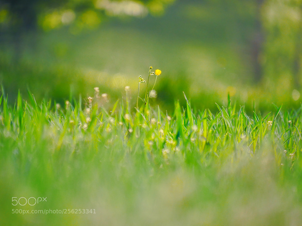 Panasonic Lumix DMC-GH4 sample photo. Everthing spring photography