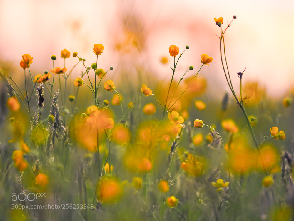Panasonic Lumix DMC-GH4 sample photo. Everthing spring photography