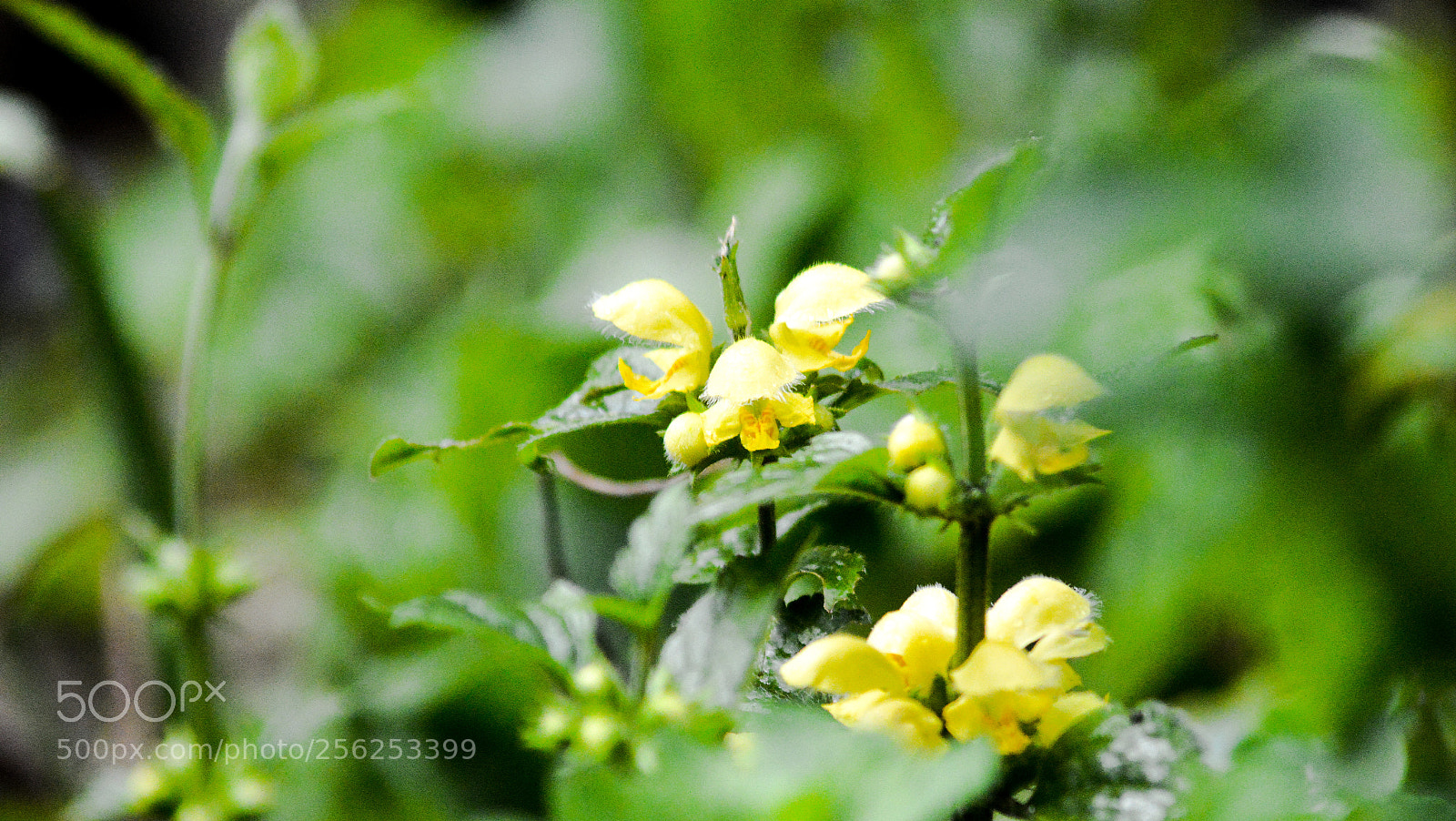 Nikon D3200 sample photo. Lamium galeobdolon yellow archangel photography