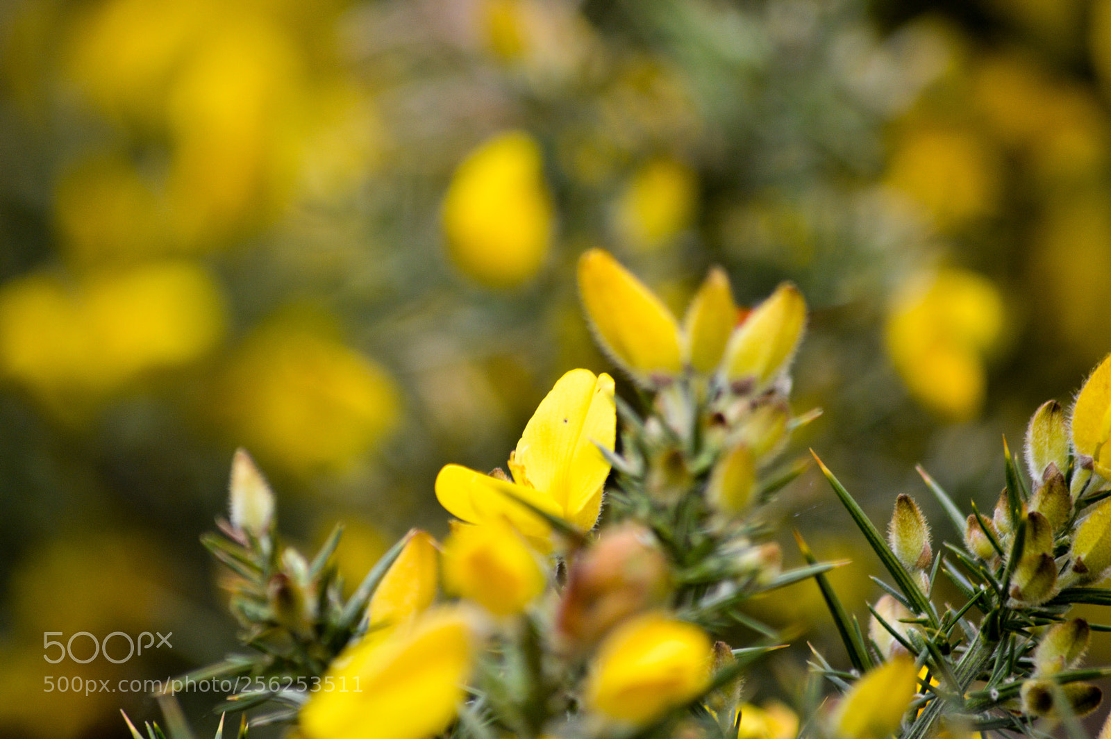 Nikon D3200 sample photo. Gorse photography