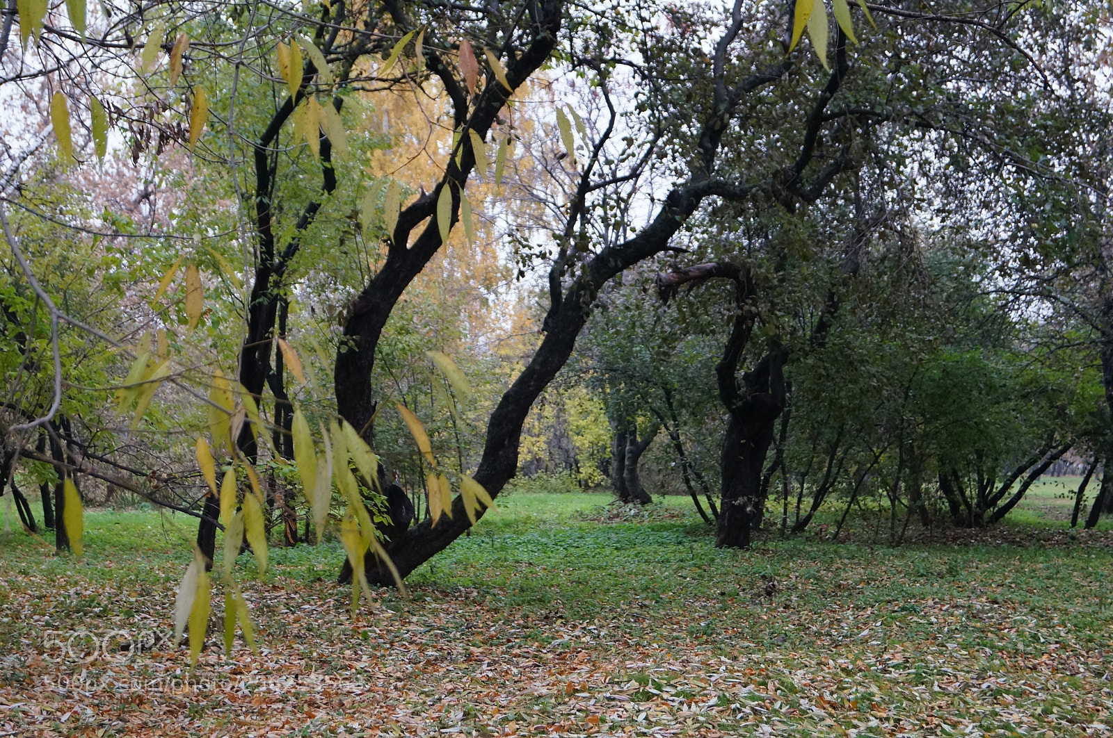 Sony SLT-A57 sample photo. Untitled photography