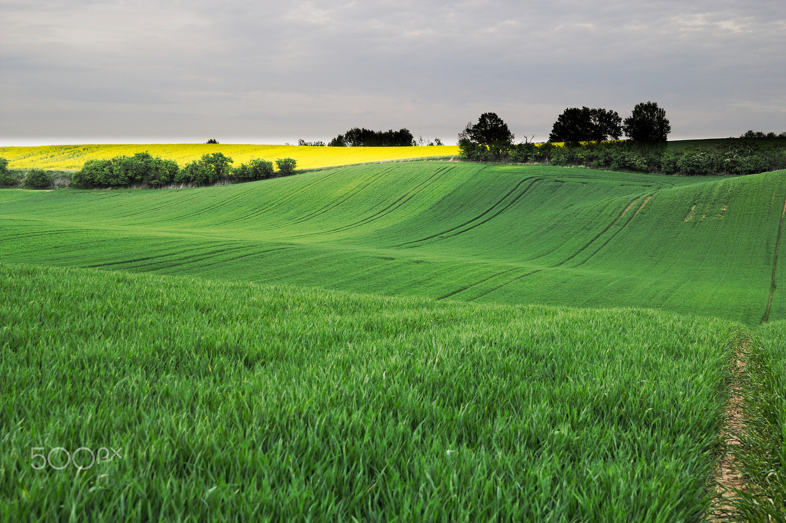 Canon EF-S 17-55mm F2.8 IS USM sample photo. Spring on the fields #5 photography