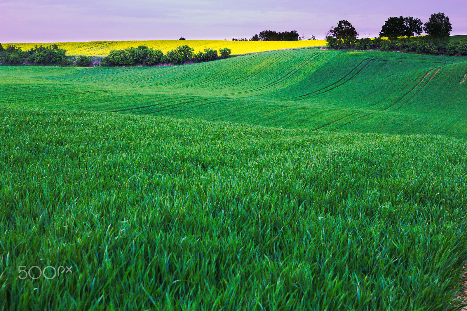 Canon EF-S 17-55mm F2.8 IS USM sample photo. Spring on the fields #6 photography