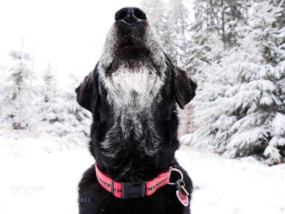 Panasonic Lumix DMC-GH4 sample photo. Best dog ever photography