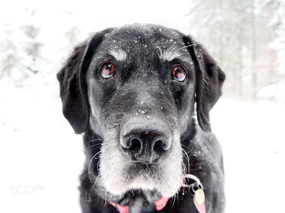 Panasonic Lumix DMC-GH4 sample photo. Best dog ever photography