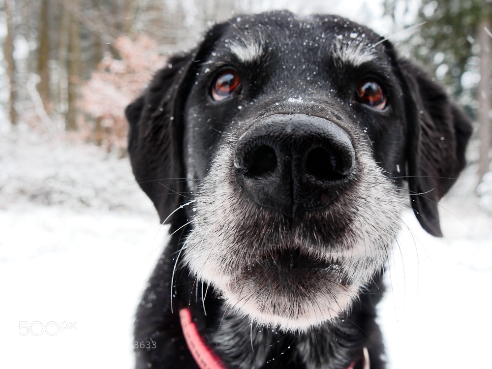 Panasonic Lumix DMC-GH4 sample photo. Best dog ever photography