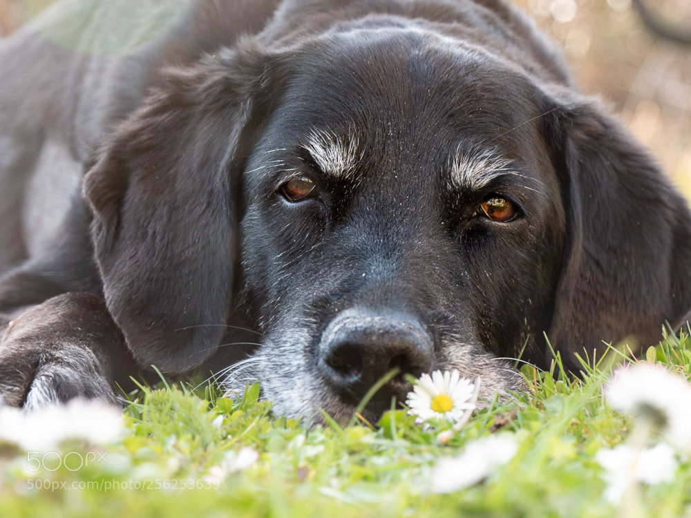 Panasonic Lumix DMC-GH4 sample photo. Best dog ever photography