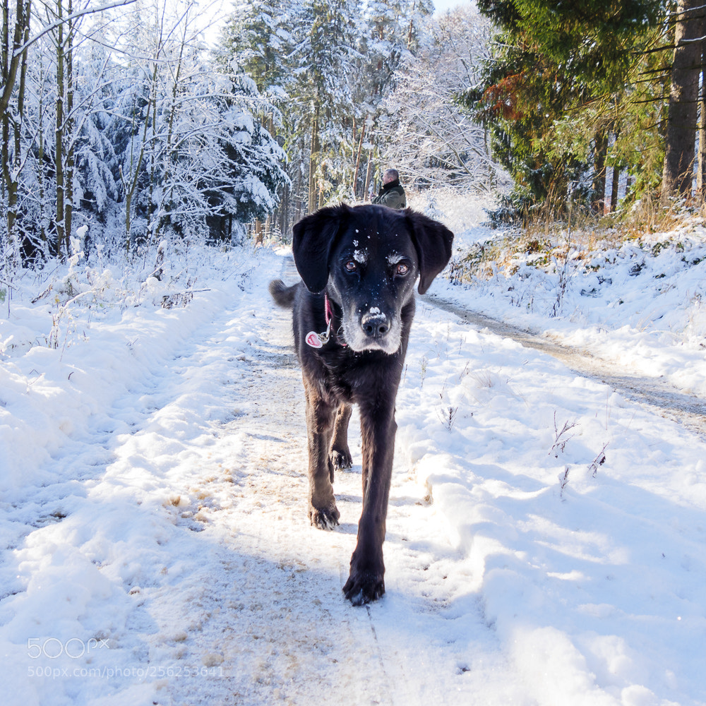 Panasonic Lumix DMC-GH4 sample photo. Best dog ever photography