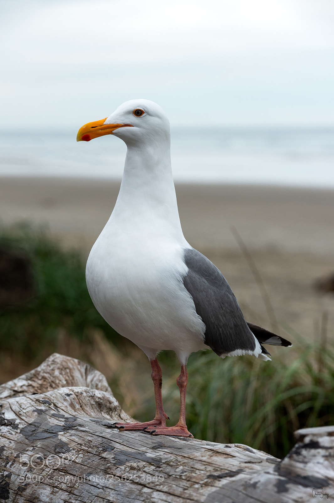 Nikon D4 sample photo. Western gull photography