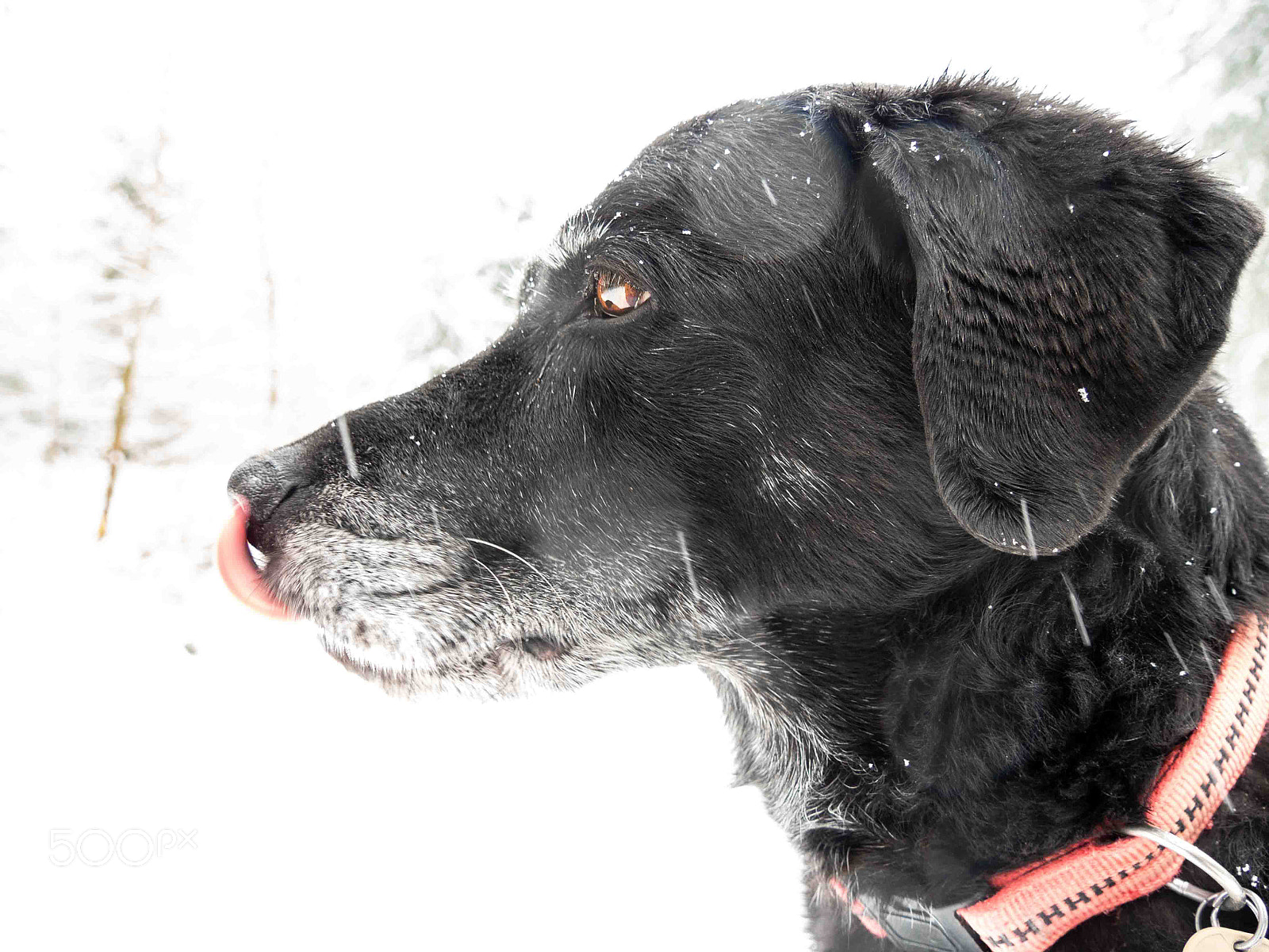 Panasonic Lumix DMC-GH4 sample photo. R.i.p. best partner, best photography