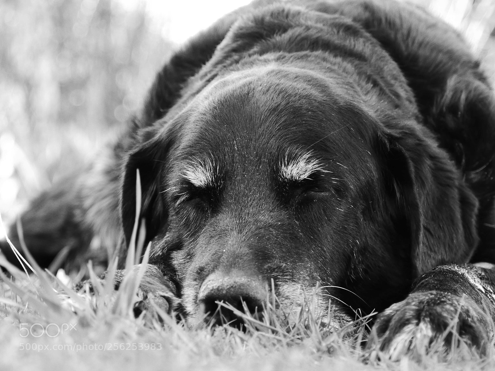 Panasonic Lumix DMC-GH4 sample photo. R.i.p. best partner, best photography