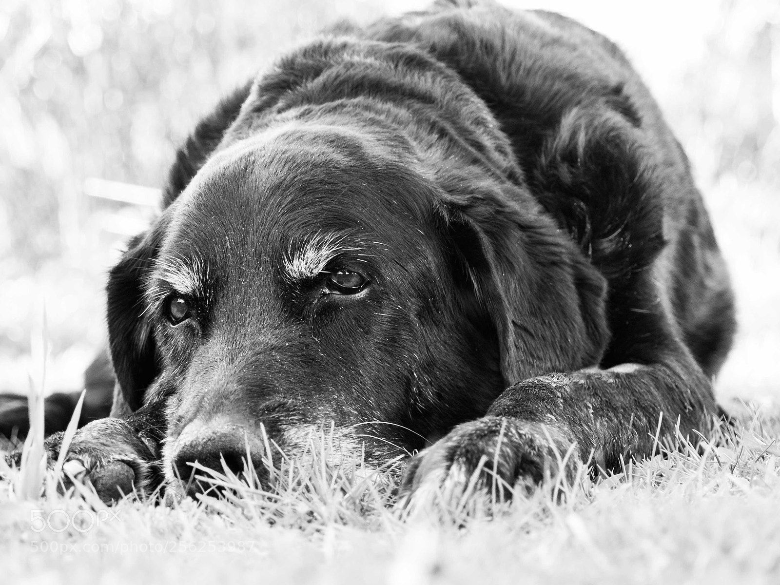 Panasonic Lumix DMC-GH4 sample photo. R.i.p. best partner, best photography