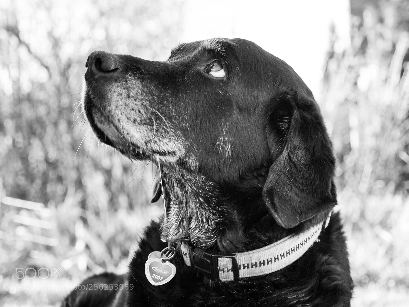 Panasonic Lumix DMC-GH4 sample photo. R.i.p. best partner, best photography