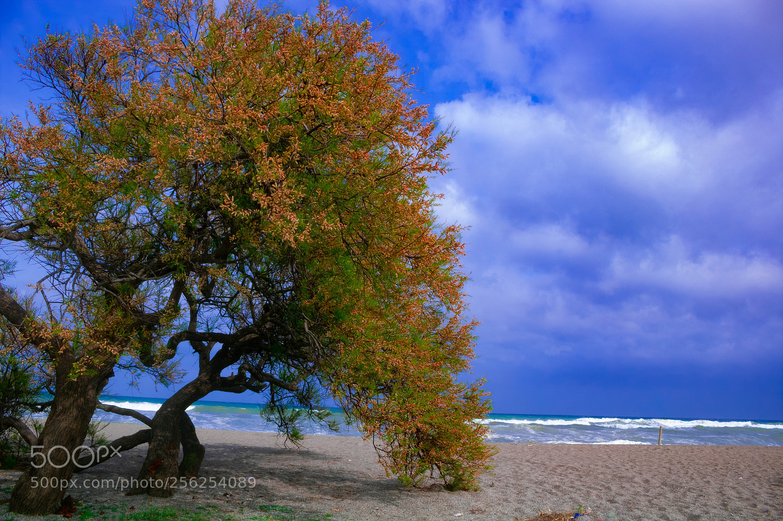 Canon EOS 750D (EOS Rebel T6i / EOS Kiss X8i) sample photo. El arbol photography