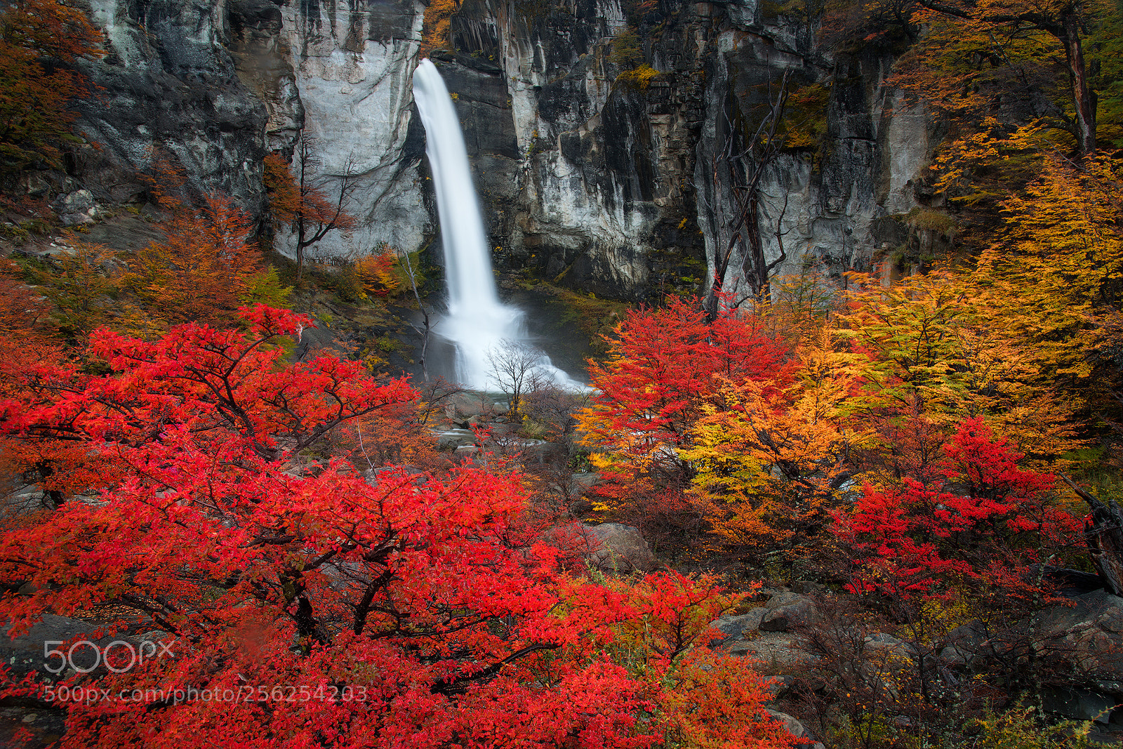 Nikon D850 sample photo. Red forest photography
