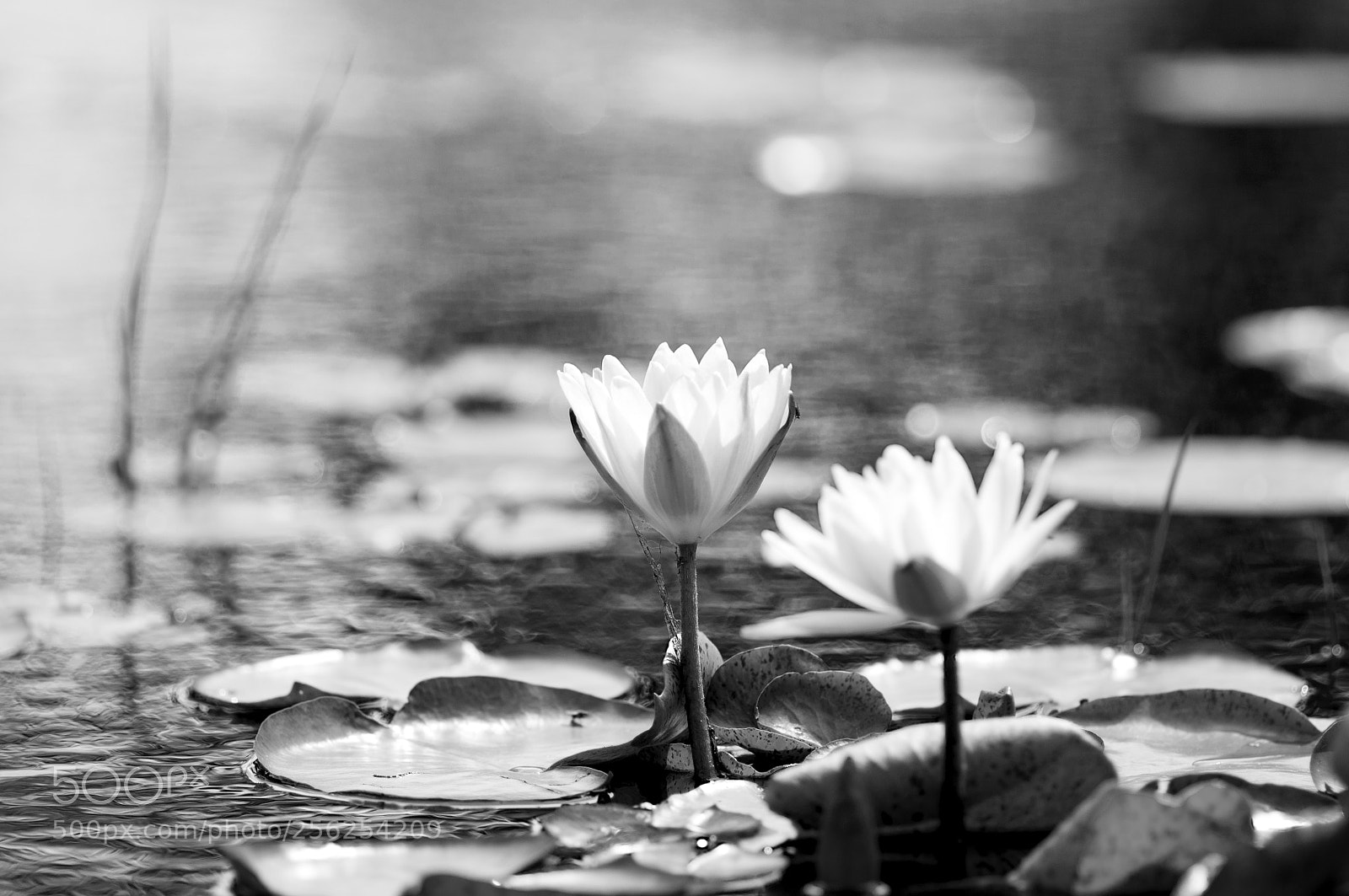 Nikon D90 sample photo. Lily photography