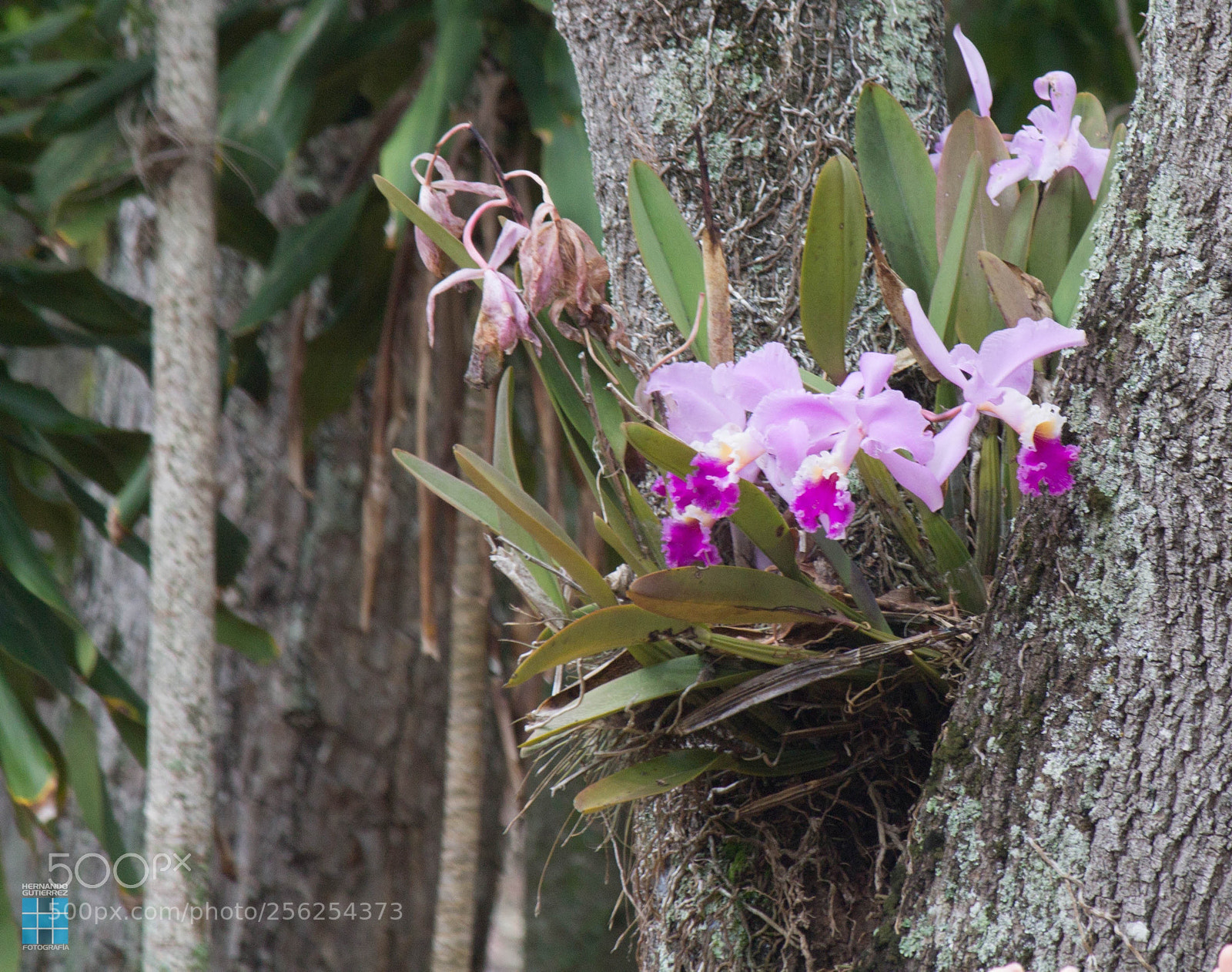 Canon EOS 1100D (EOS Rebel T3 / EOS Kiss X50) sample photo. Flores de barichara  photography