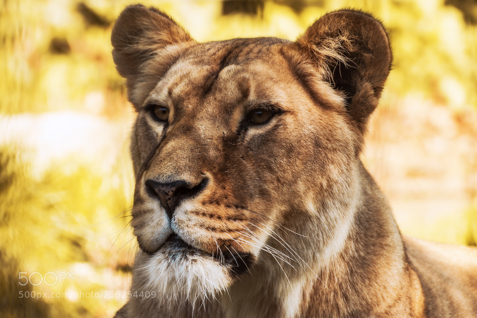 Canon EOS 70D sample photo. Miss lion photography
