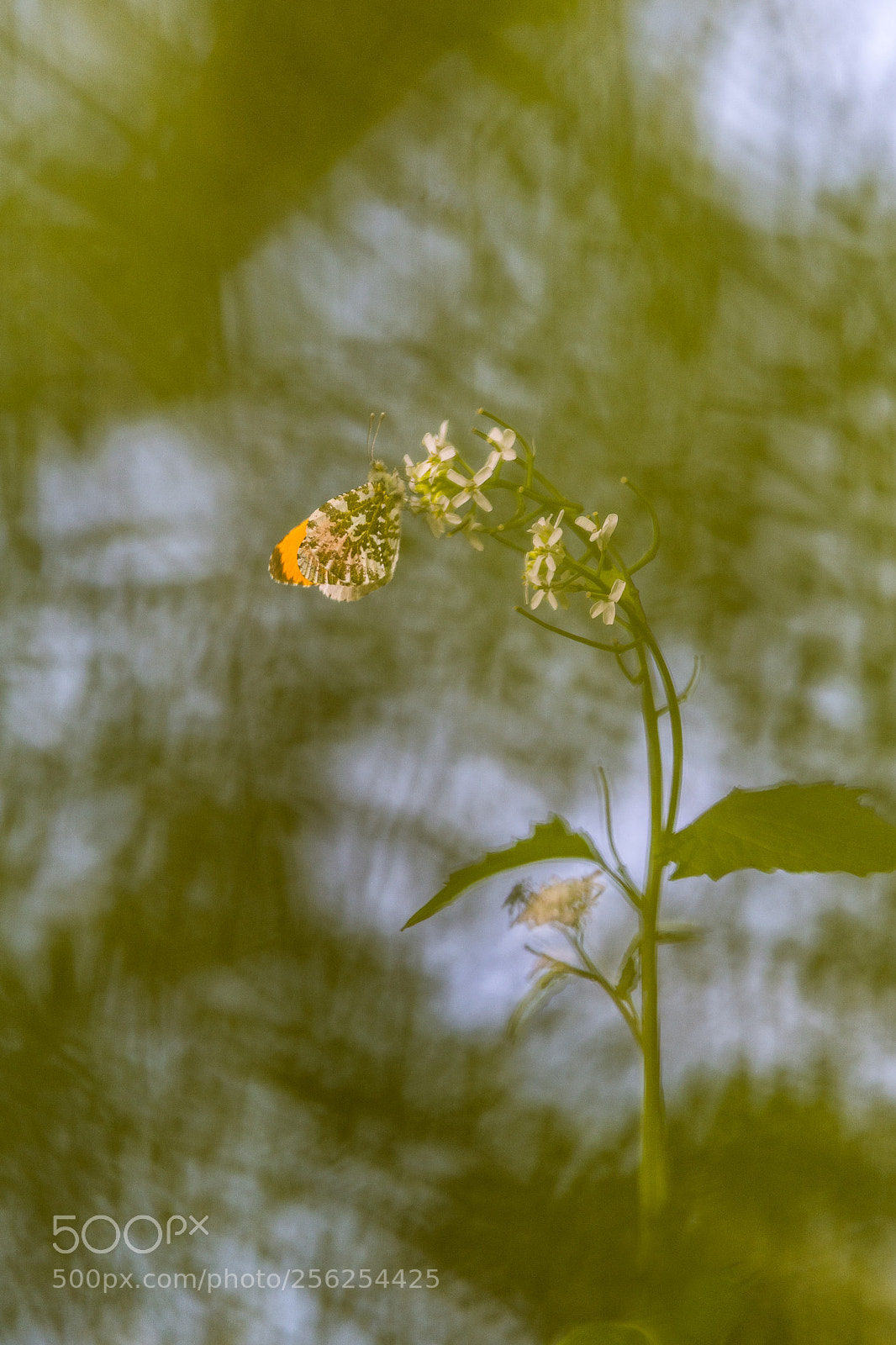 Nikon D500 sample photo. Hp photography
