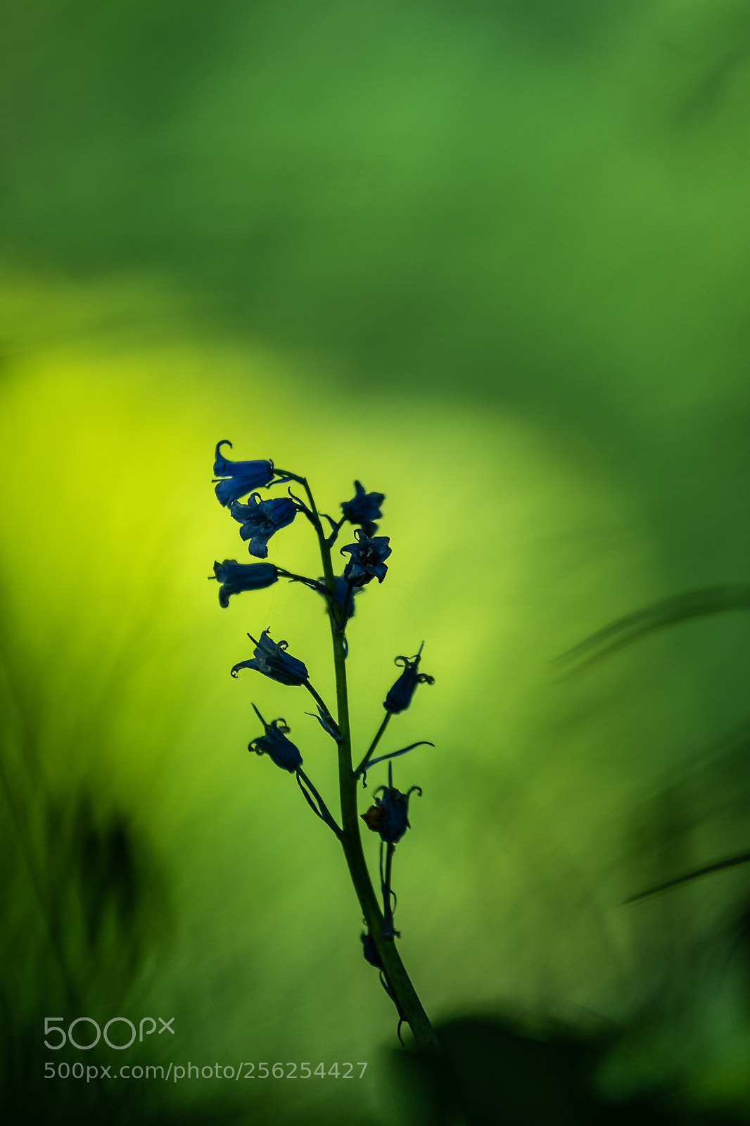Nikon D500 sample photo. Hp photography