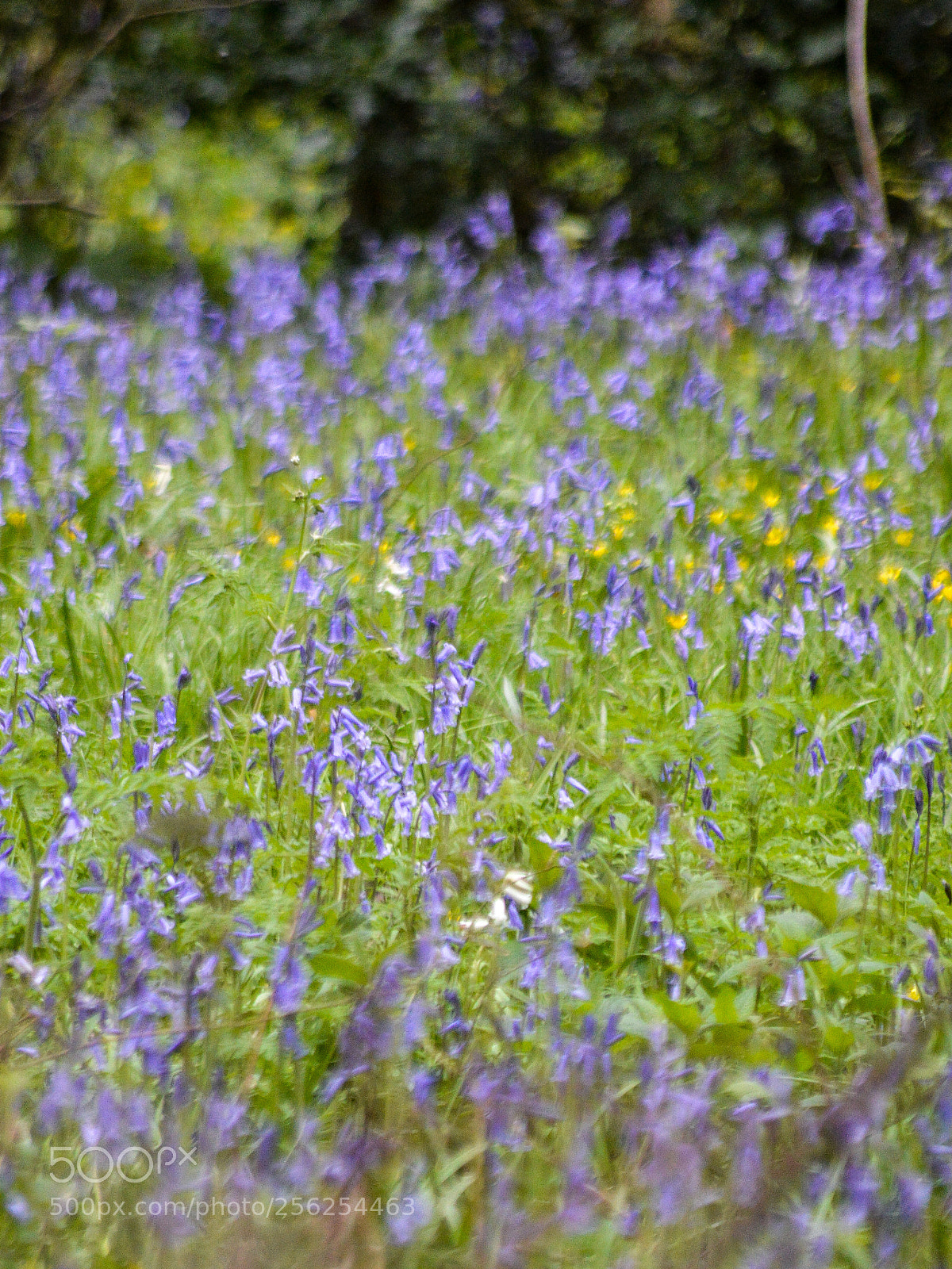 Nikon D3200 sample photo. Bluebell woods rspb middleton photography