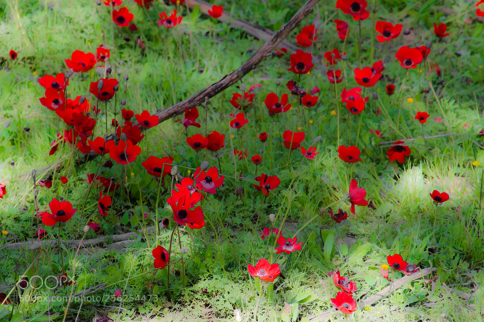 Nikon D7000 sample photo. Ground beauty photography