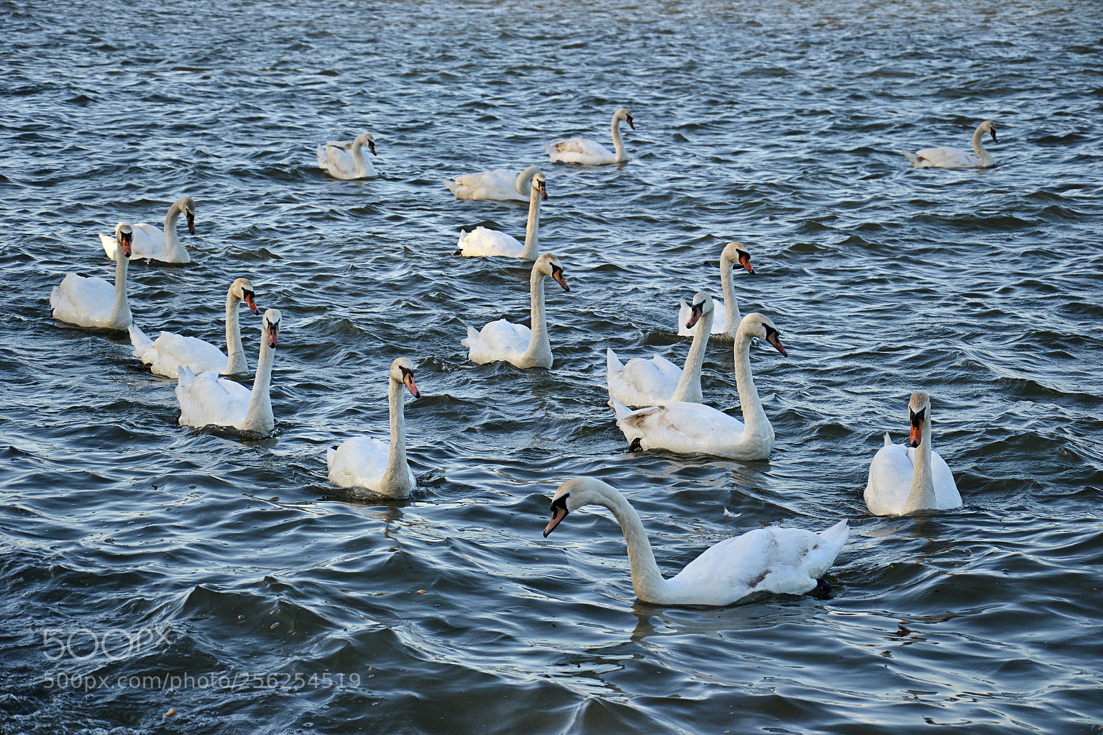 Nikon D3100 sample photo. Swan lake photography