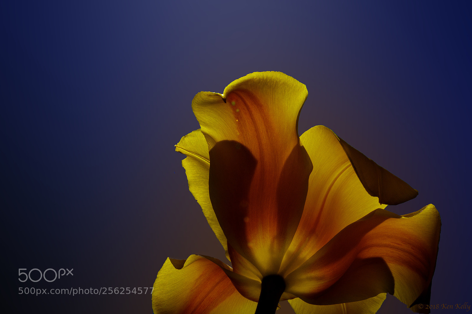 Canon EOS 7D Mark II sample photo. Tulip bloom photography