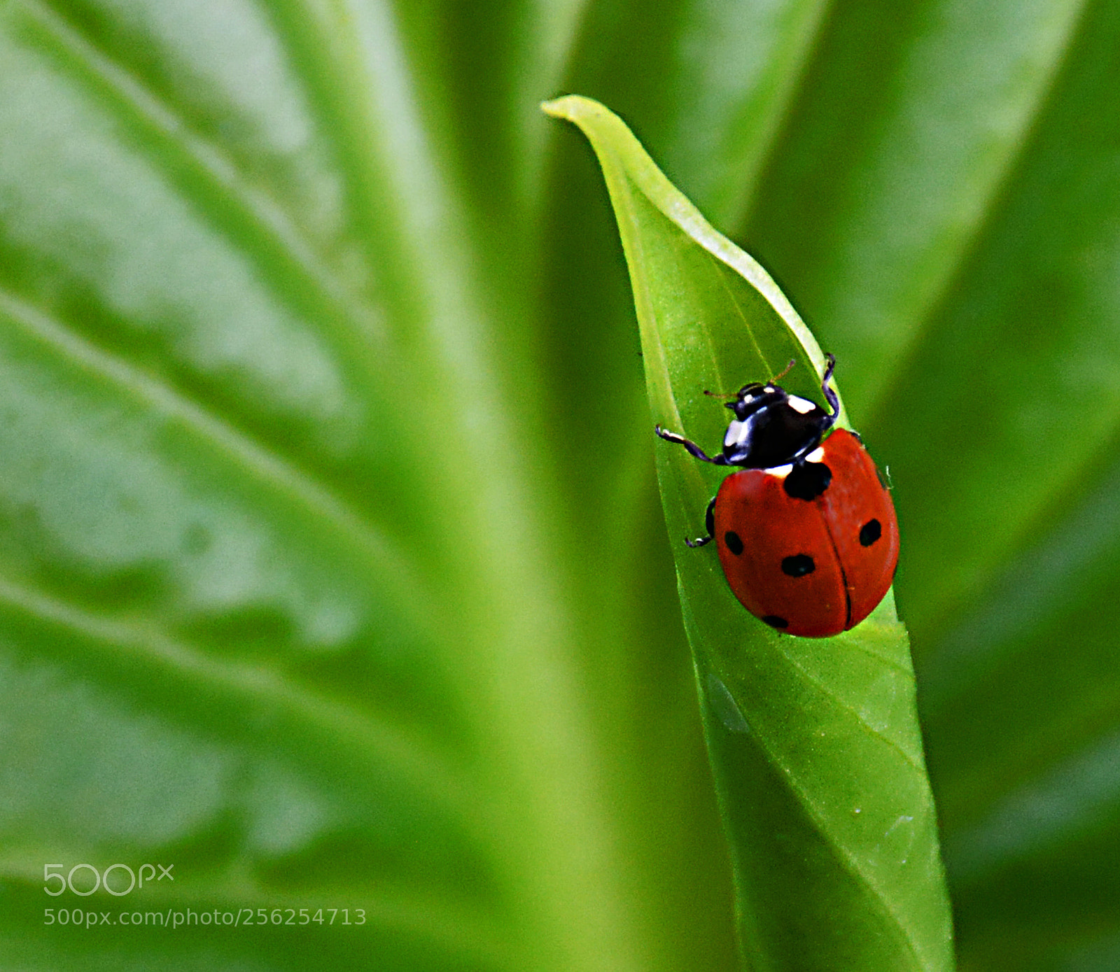 Nikon D5200 sample photo. Ladybug on the leaf photography