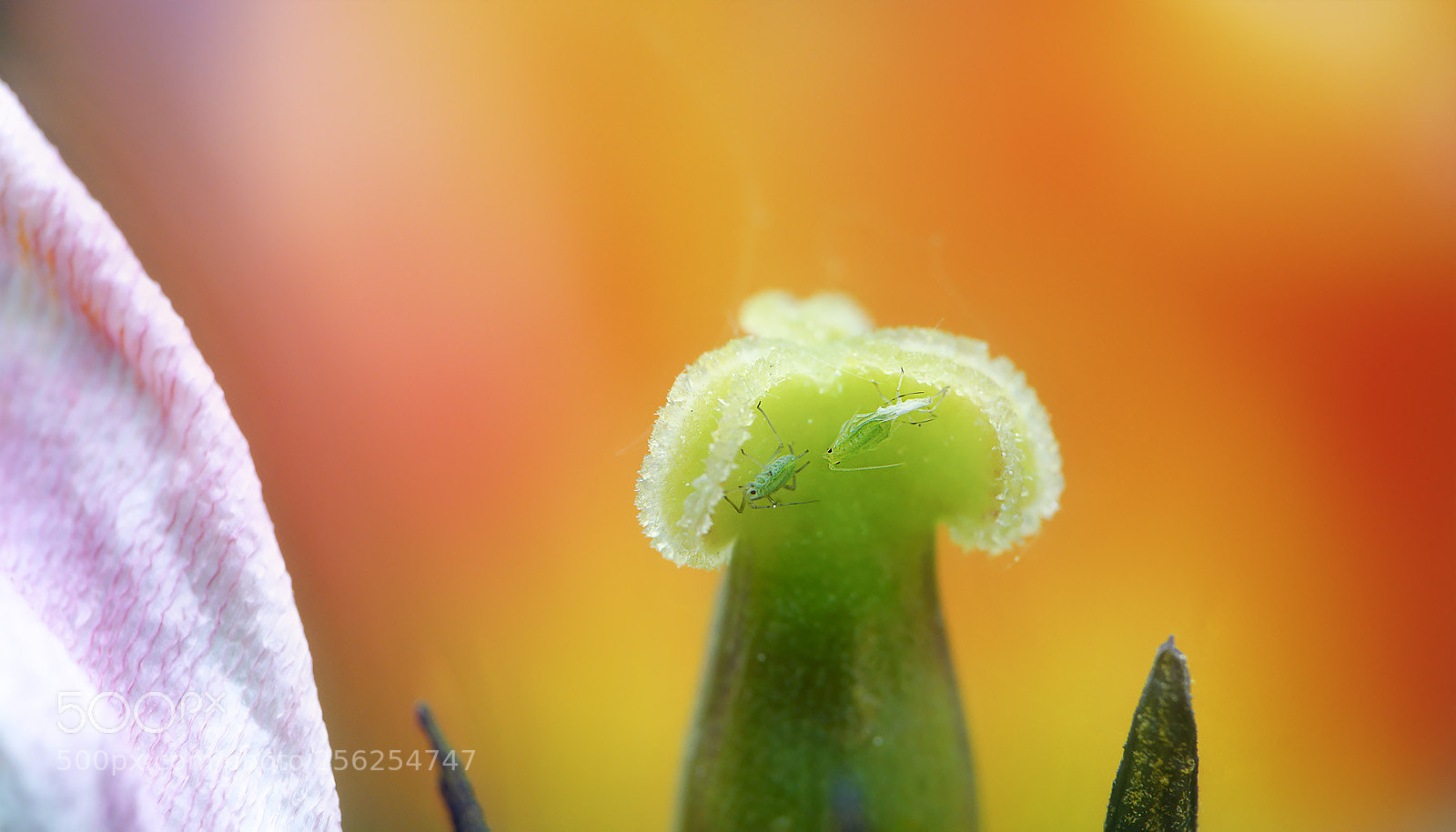 Sony a7R II sample photo. Kleine welt ... photography