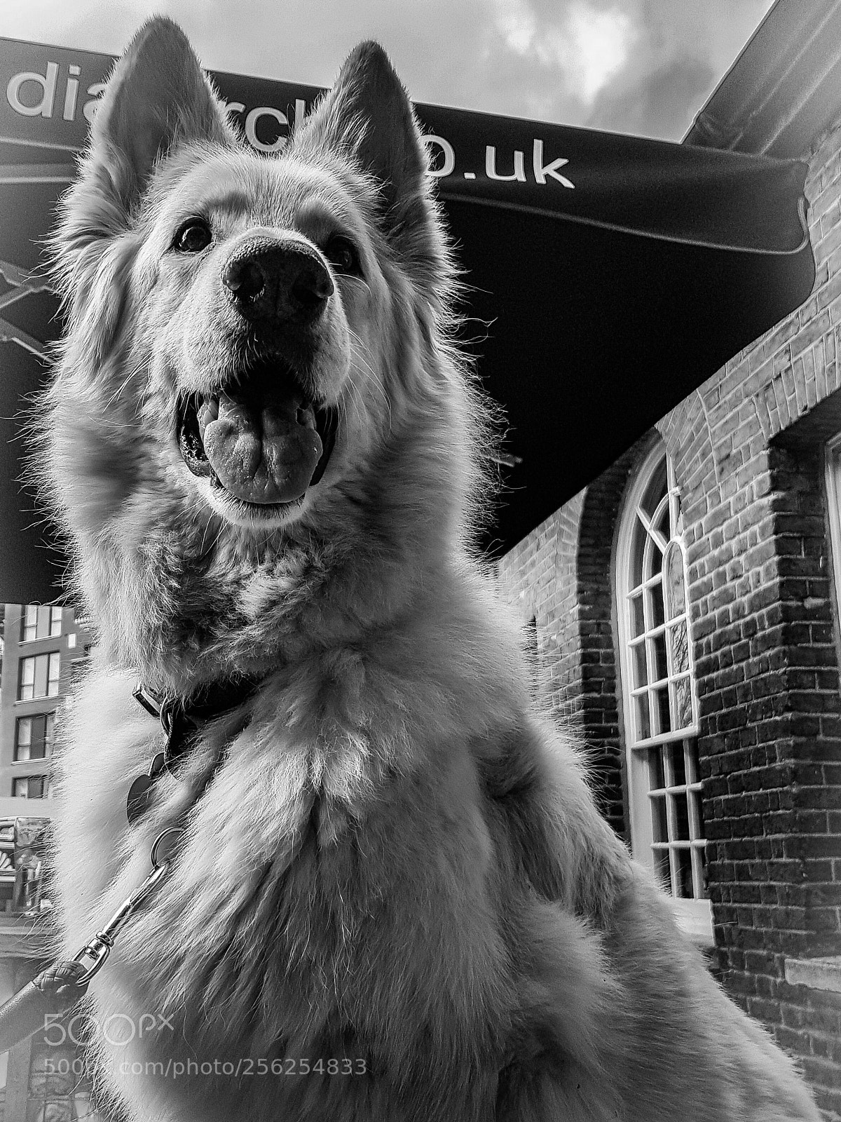 Samsung Galaxy S8 sample photo. Black and white dog photography