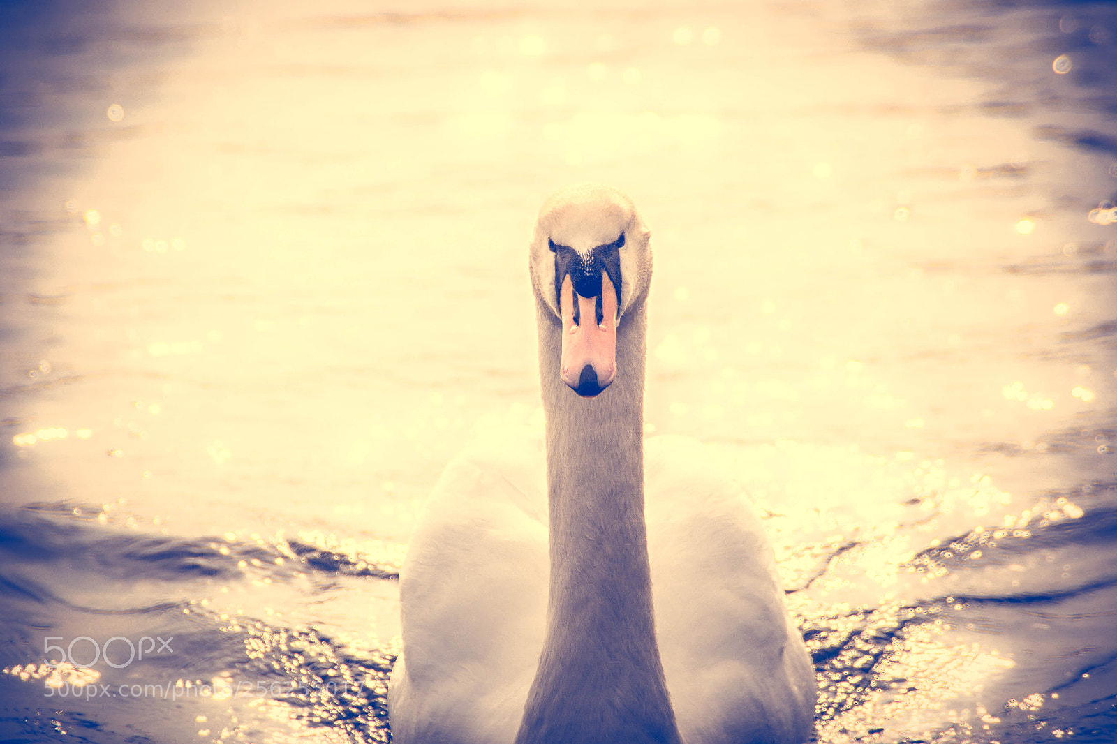 Nikon D3100 sample photo. Swan photography