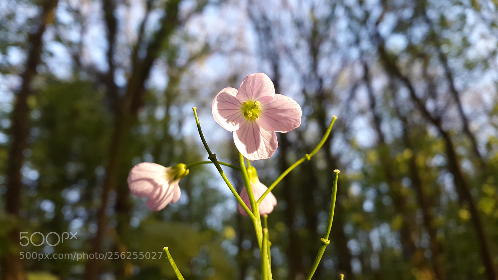 Samsung Galaxy Alpha sample photo. Untitled photography